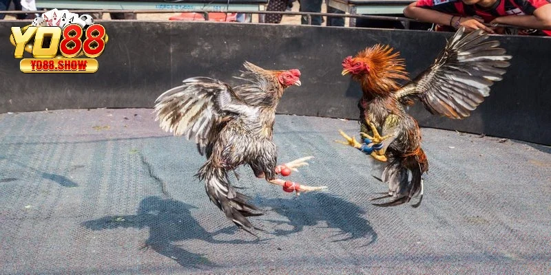 Quy định chung khi chơi chọi gà cựa tròn mà thành viên cần quan tâm